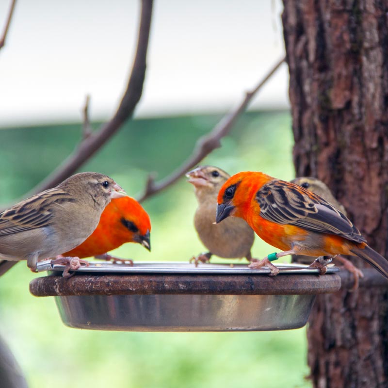 Wild Bird &amp; Backyard Wildlife