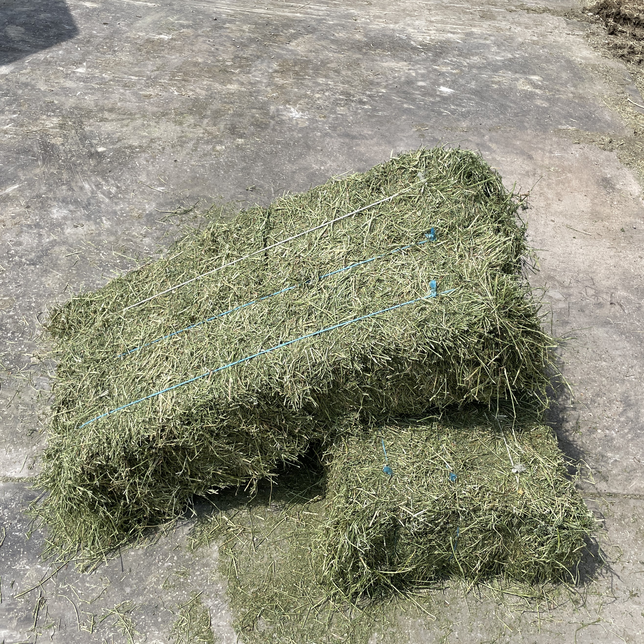 Alfalfa Hay, 3-string