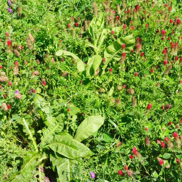 Buck Plot Booster Seed, 5 lbs