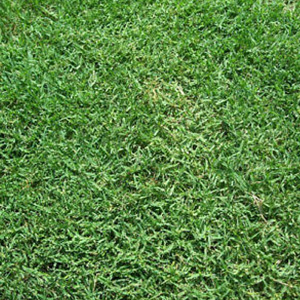 Common Bermudagrass Seed - Hulled & Coated, 50 lbs