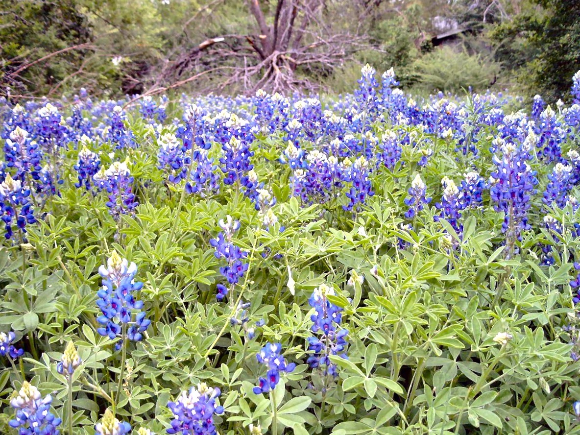 Texas Bluebonnet Seed, .5 lb