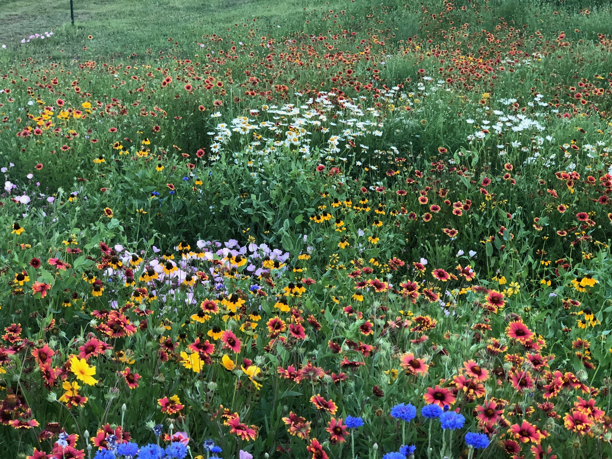 TexOkla Wildflower Seed Mix, .5 lb